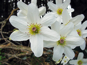native clematis native clematis