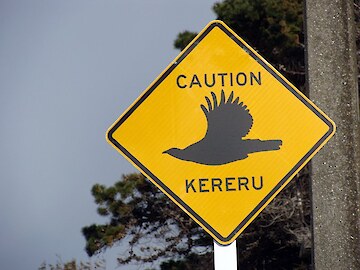 Caution Kereru - road sign designed for Otatara Landcare Group by Janet Hodgetts Caution Kereru - road sign designed for Otatara Landcare Group by Janet Hodgetts