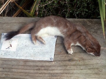Got em! Dead stoat Got em! Dead stoat