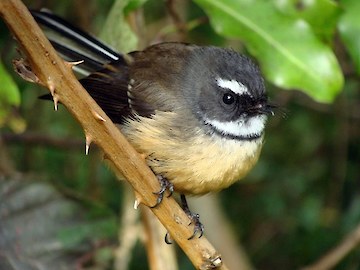 Fantail