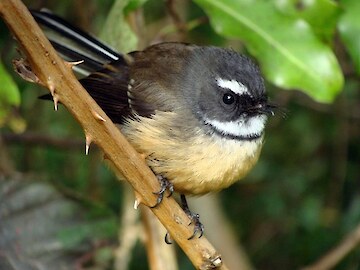 Fantail Fantail
