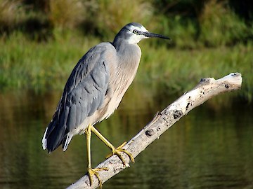 White-faced heron at the Rance’s pond