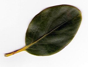 Broadleaf (Grisalinia littoralis)