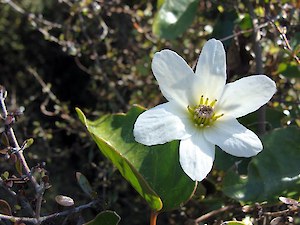 Native clematis (Clematis paniculata)