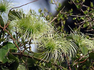 Native clematis seed (Clematis paniculata)