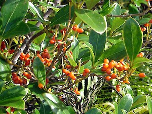 Coprosma lucida seeding