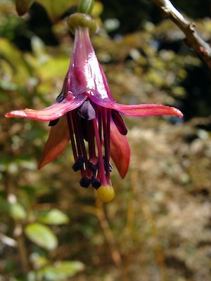 Native fuchsia flower (Fuchsia excorticate)