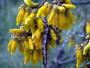 Kowhai