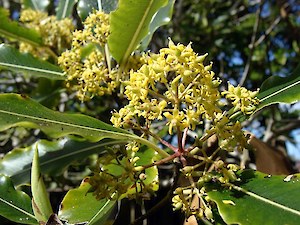 Lemonwood (Pittosporum eugenioides)