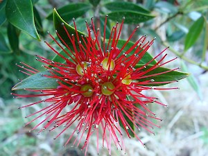 Southern rata (Metrosideros umbellate)