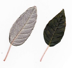 Tree fuchsia leaves (Fuchsia excorticate)