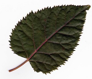 Wineberry (Aristotelia serrate)