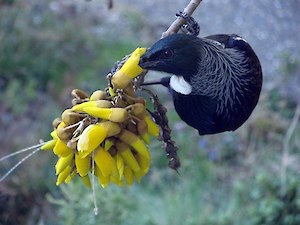 Tui feeding on kowhai flowers