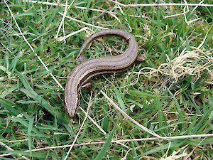 Common skink