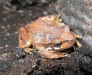 Brown tree frog