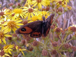 Tussock Ringlet butterfly