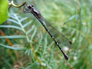 Damselfly