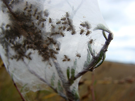 Nurseryweb spiderlings