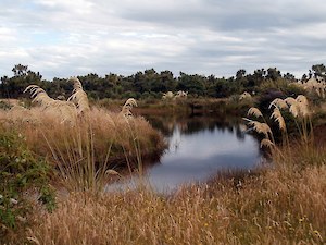 Bushy Point pond area 2013