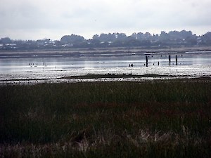 Estuary from Bushy Point 2012