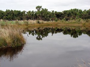 Bushy Point pond 2011