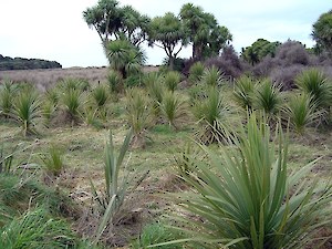 Bushy Point plantings 2004