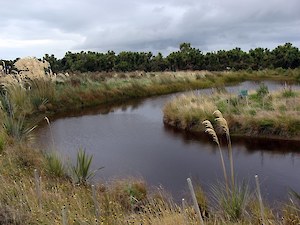 Bushy Point pond 2011