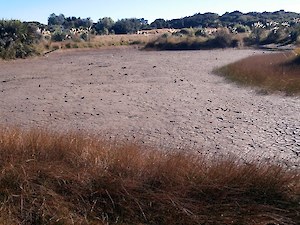 Dry Bushy Point pond April 2013