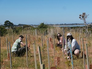 SIT Students Darren, Ange and Lee helping cover plants at Bushy Point