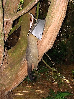 Dead possum in Possum Master kill trap