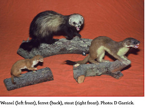 NZ Mustelids