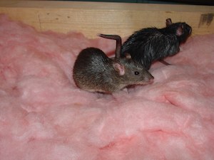 Norway rats in pink batts