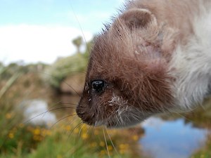 stoat caught at pond