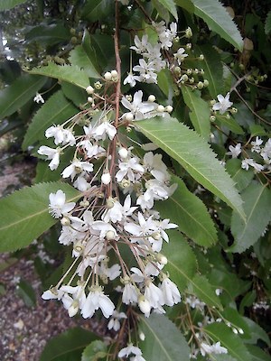 Lacebark - native weed (tree)