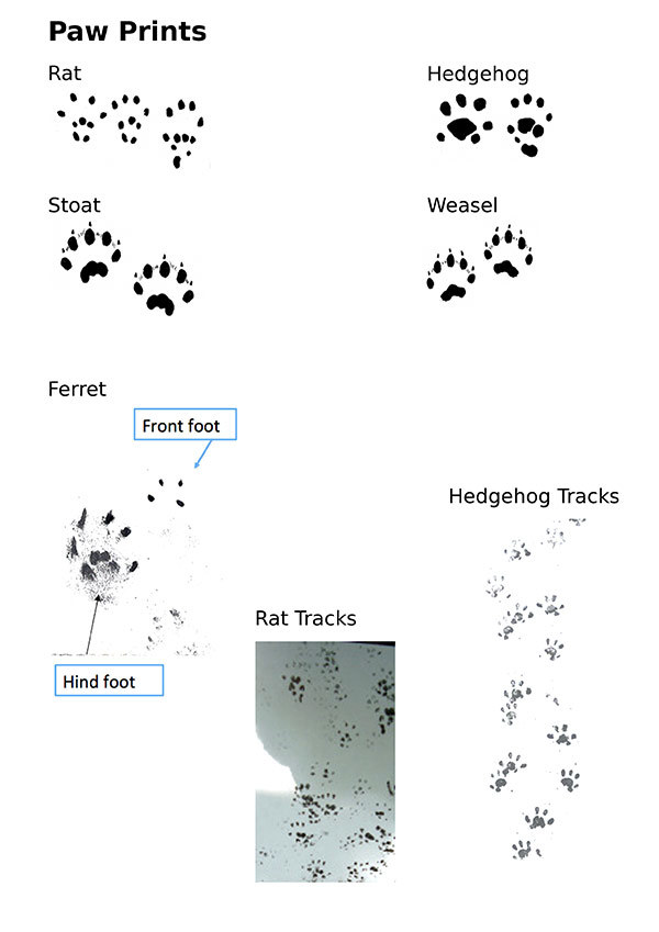 Find Me: Pest Animals • Otatara Landcare Group