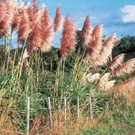 Pampass grass (photo NZPCN)